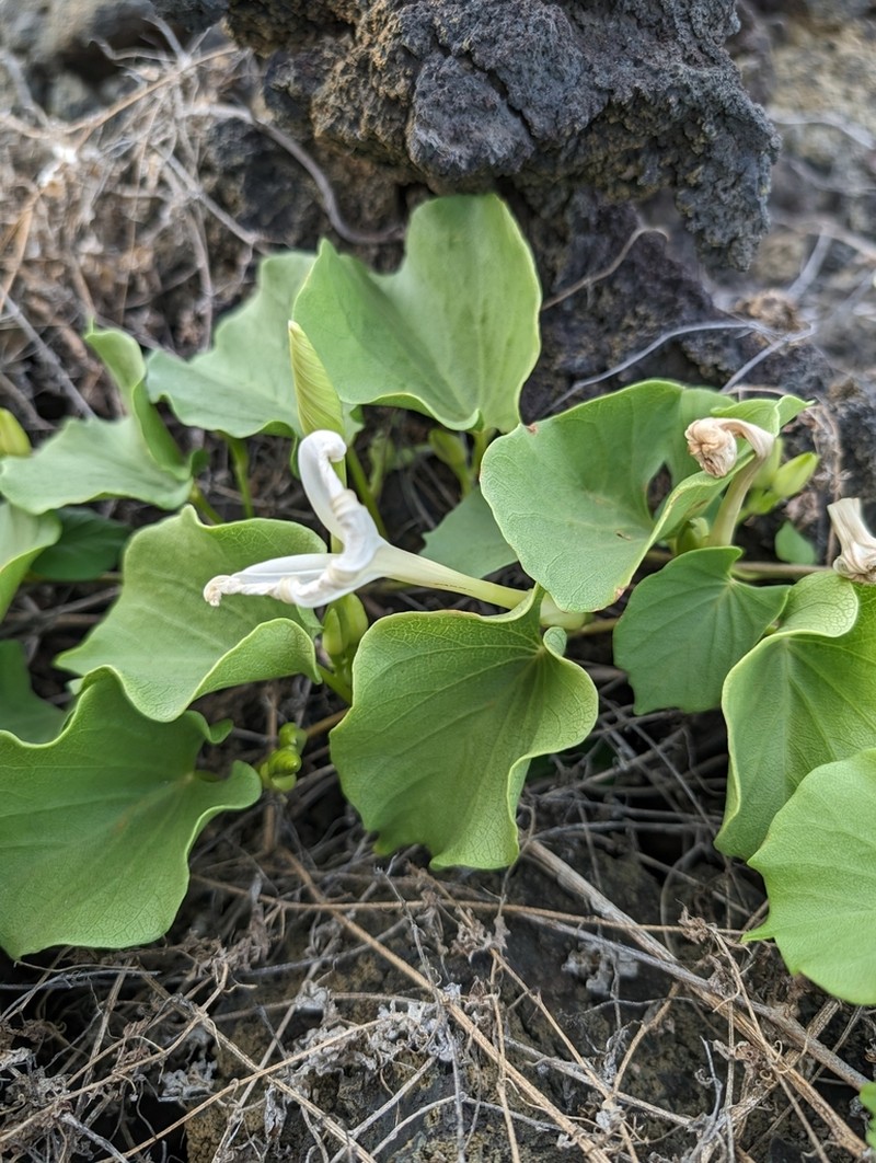 Hawai'I Morning-Glory photo 2