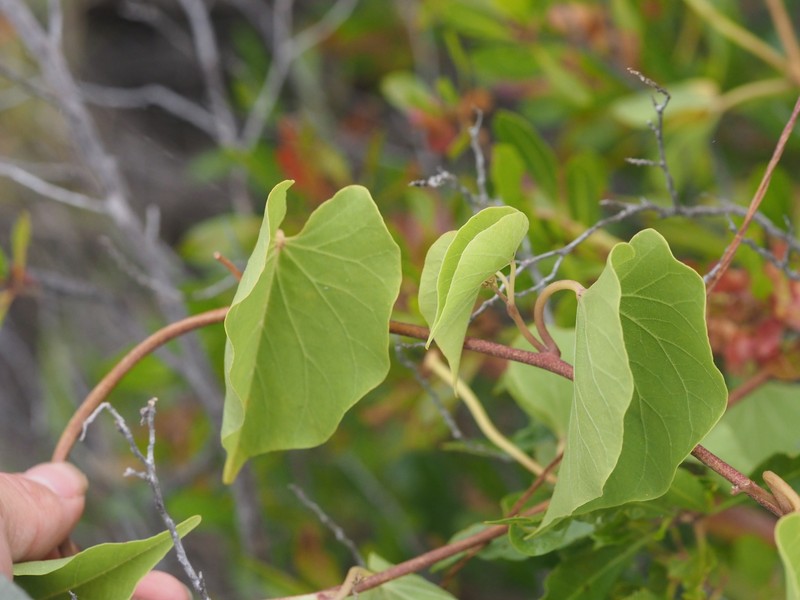 Hawai'I Morning-Glory photo 5