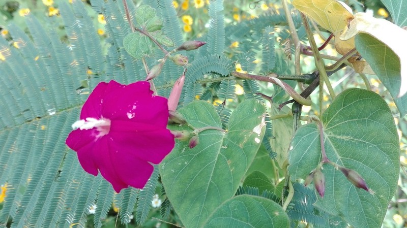 Ipomoea tubulata