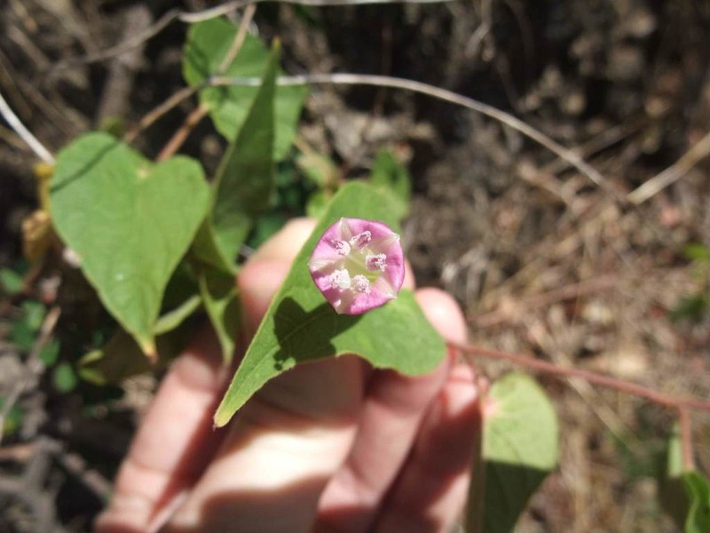Ipomoea tubulata photo 2