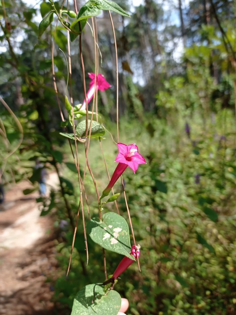 Ipomoea tubulata photo 3