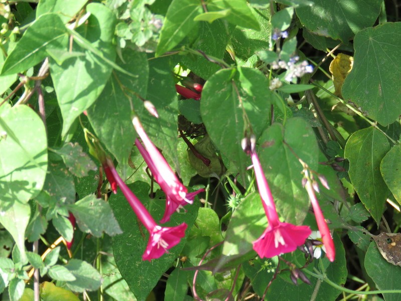 Ipomoea tubulata photo 4