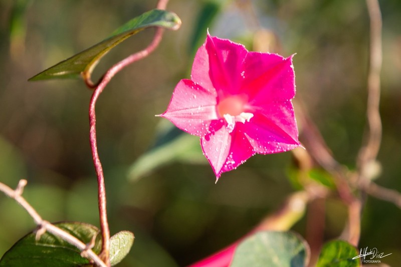 Ipomoea tubulata photo 5