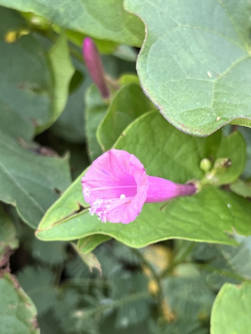 Ipomoea tubulata photo 6
