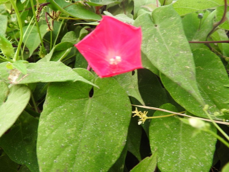 Ipomoea tubulata photo 7