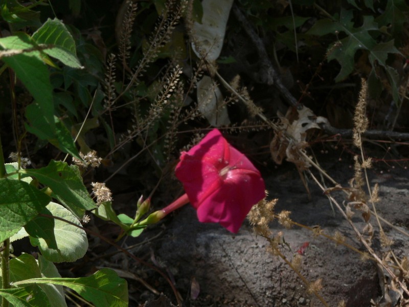 Ipomoea tubulata photo 8