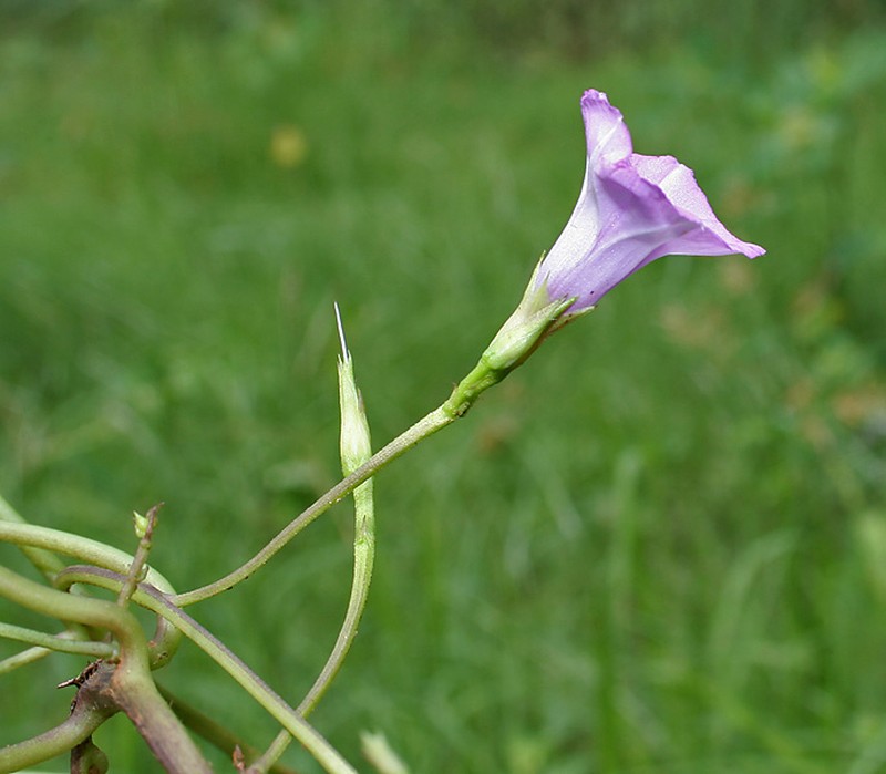 Lilacbell photo 4