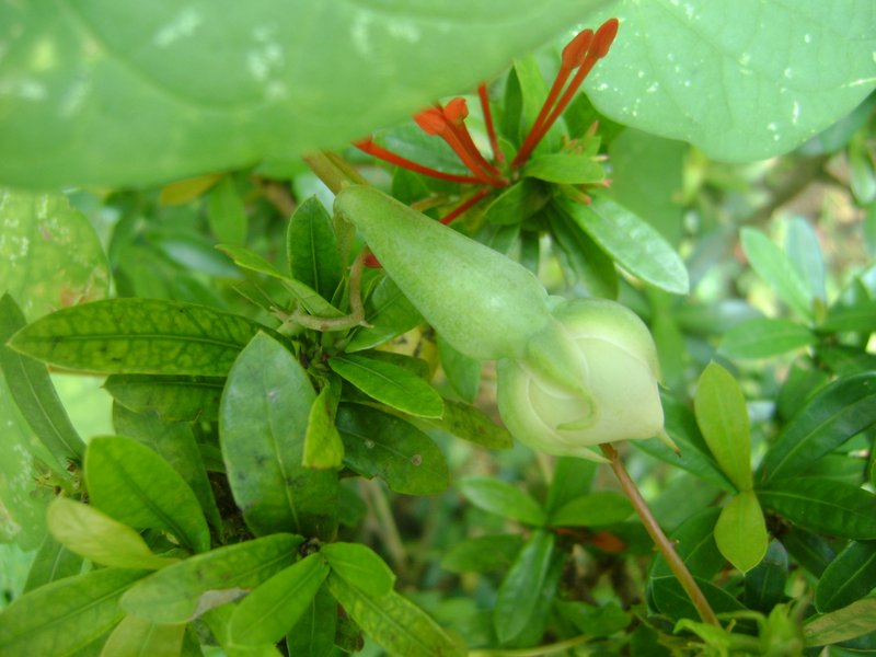 Lilacbell photo 8