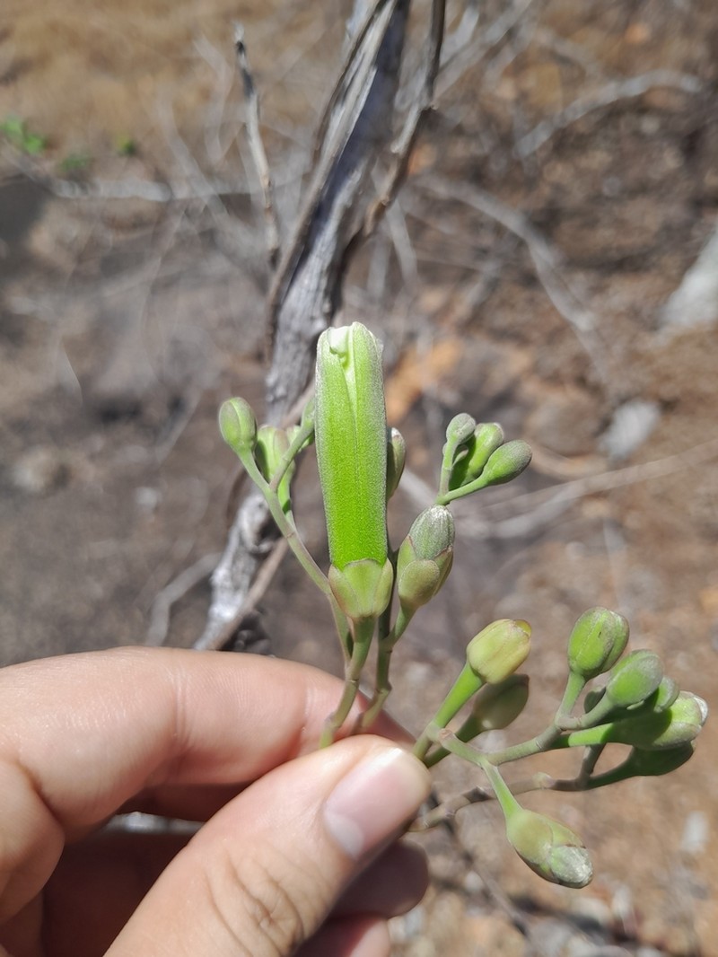 Ipomoea vespertilia