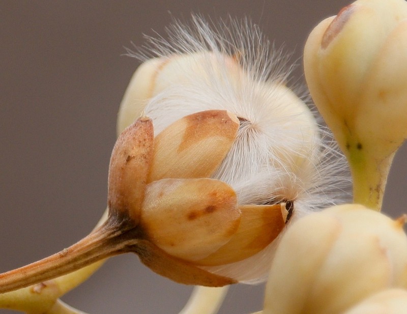 Ipomoea vespertilia photo 2