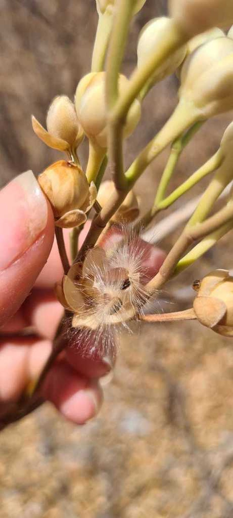 Ipomoea vespertilia photo 3