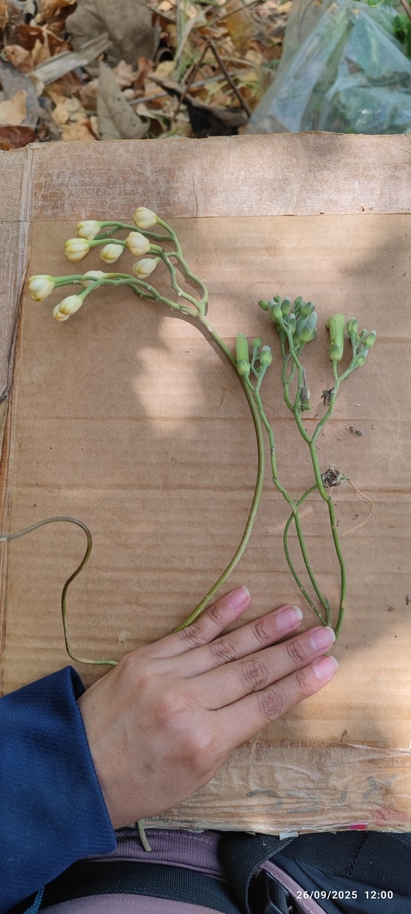 Ipomoea vespertilia photo 4