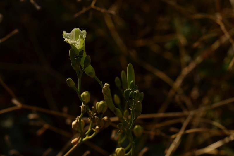 Ipomoea vespertilia photo 5