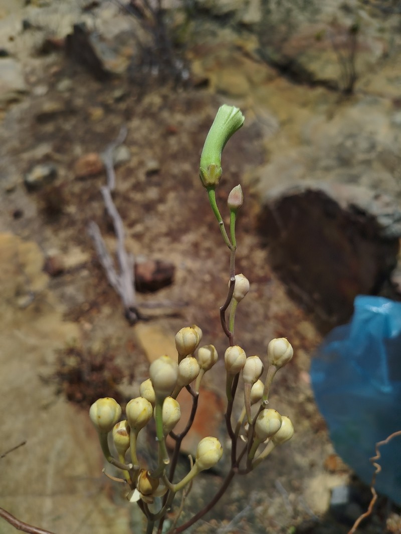 Ipomoea vespertilia photo 7