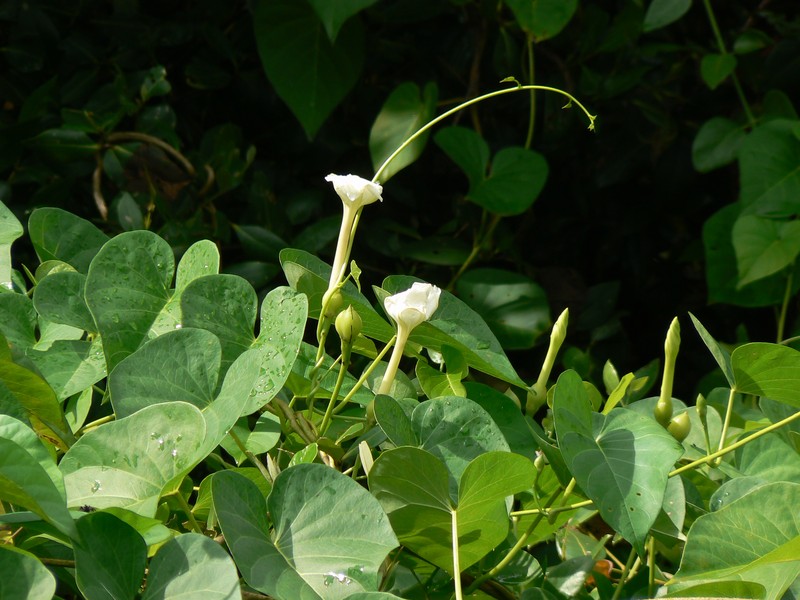 Beach Moonflower photo 5