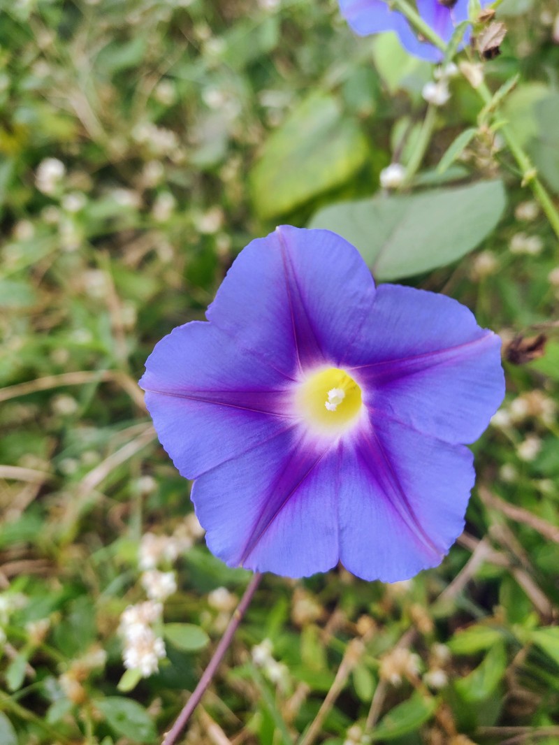 Beach Moonflower photo 6