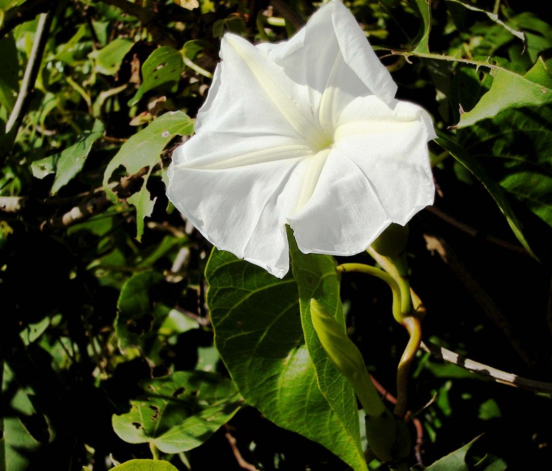 Beach Moonflower