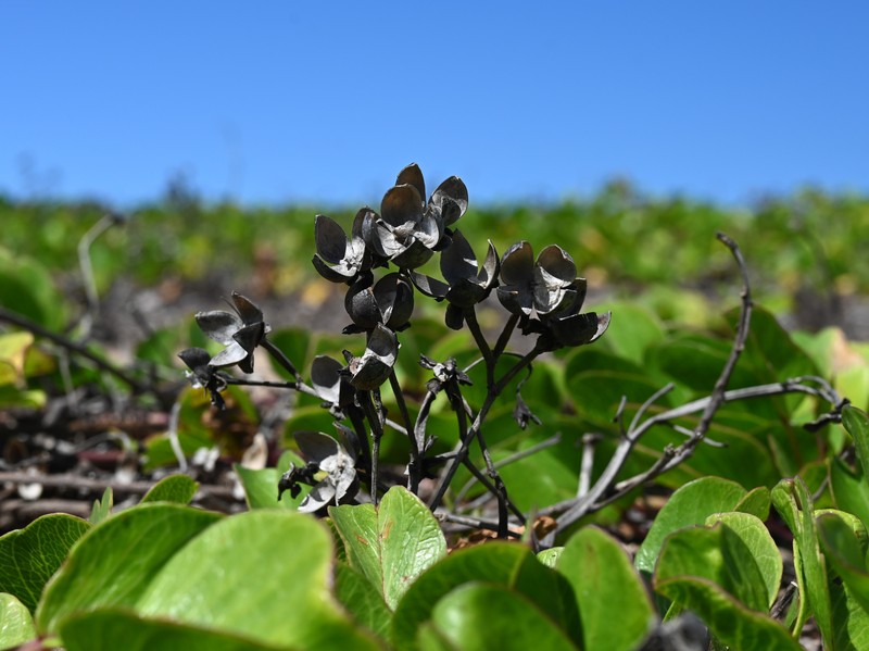 Beach Moonflower photo 2