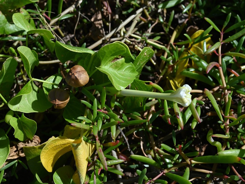 Beach Moonflower photo 3
