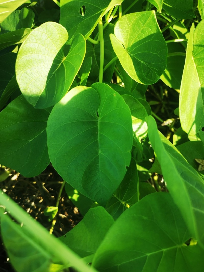 Beach Moonflower