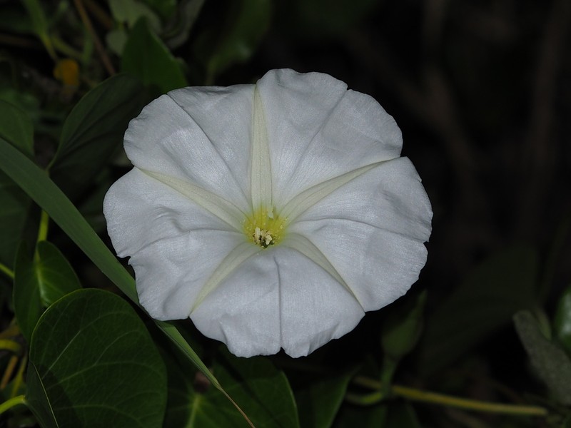 Beach Moonflower photo 2