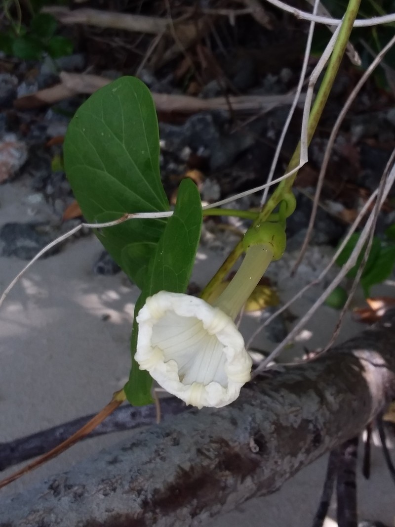 Beach Moonflower photo 3
