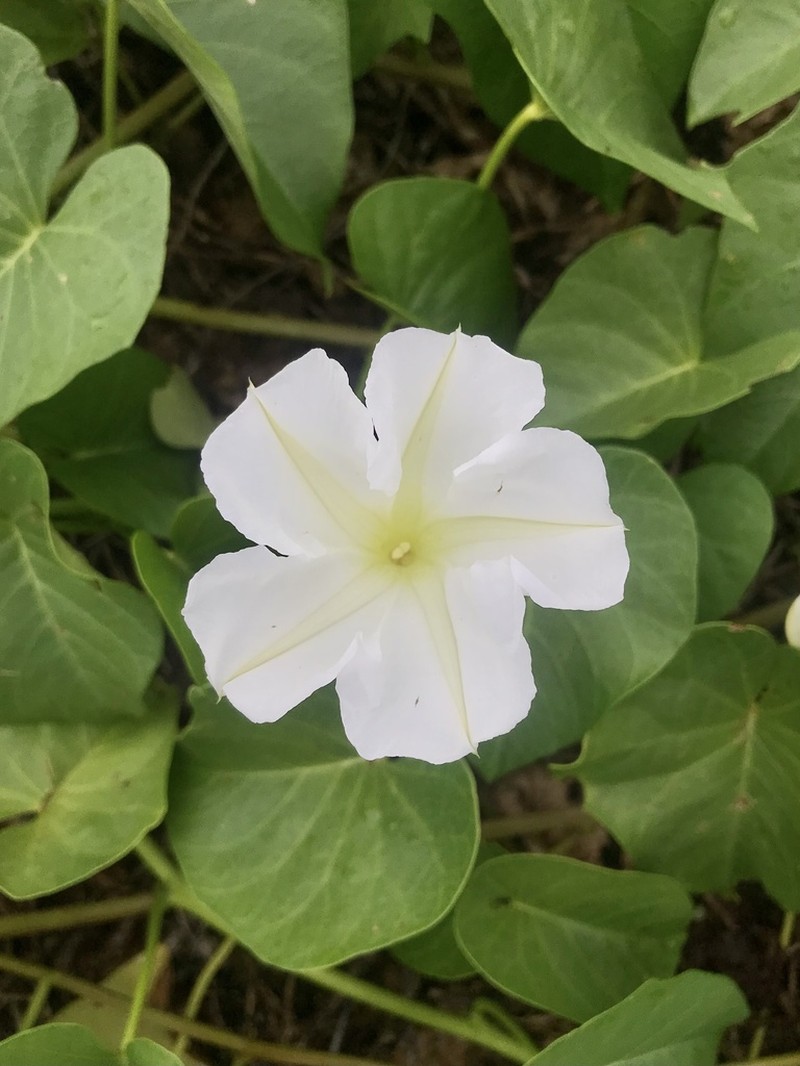 Beach Moonflower photo 4