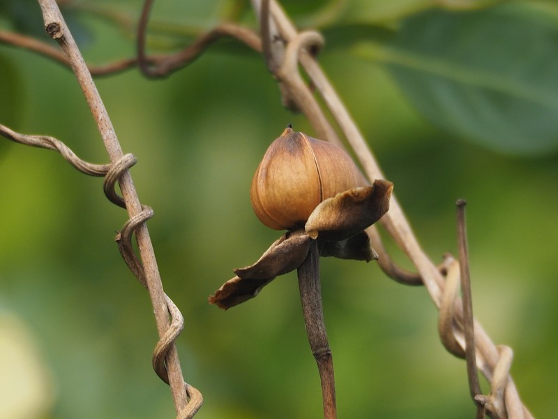 Beach Moonflower photo 5