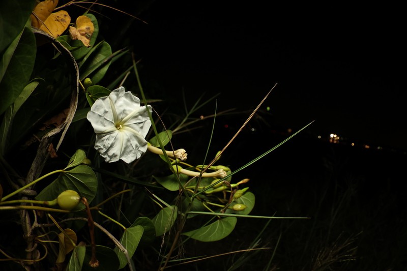 Beach Moonflower photo 7