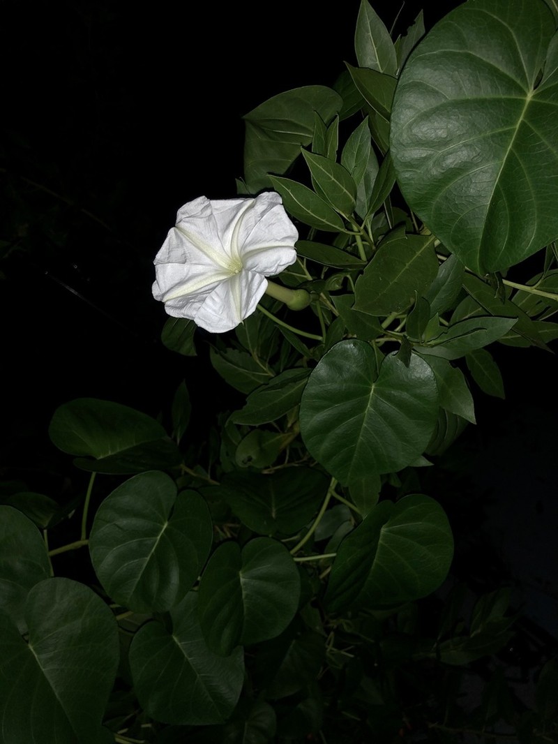 Beach Moonflower photo 8