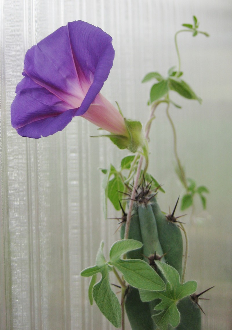 Wright's Morning-Glory photo 4