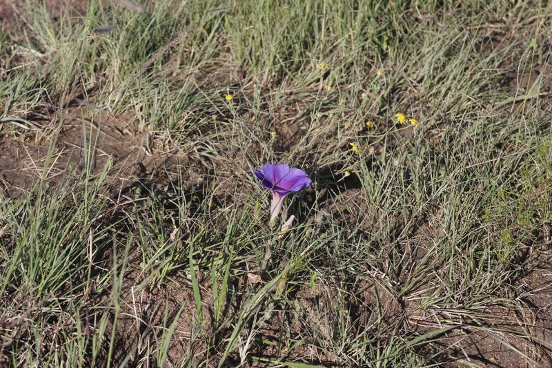 Ipomoea zacatecana