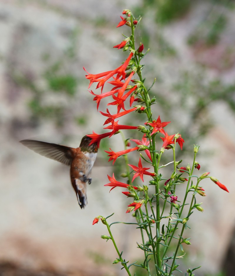 Scarlet Gilia