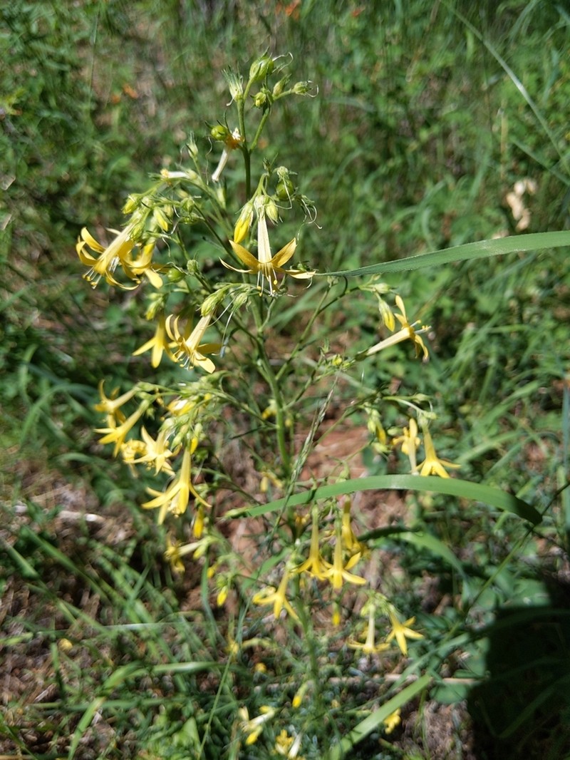 Scarlet Gilia photo 2