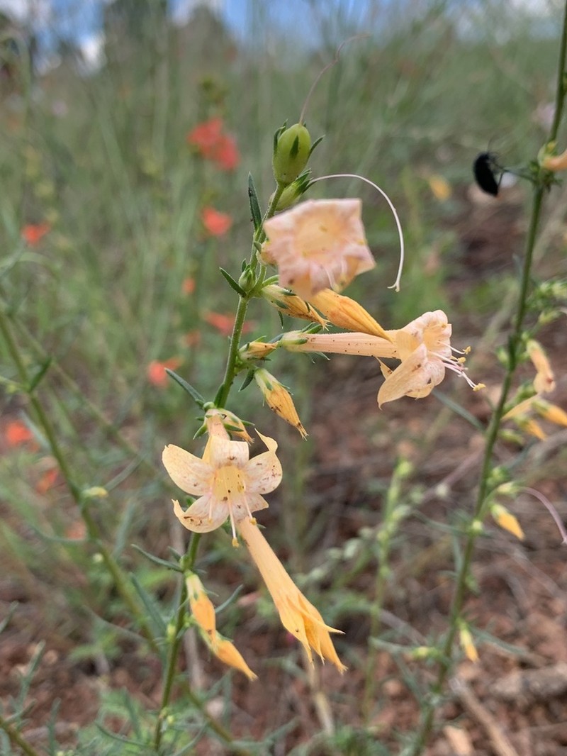 Scarlet Gilia photo 3
