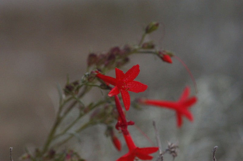 Scarlet Gilia photo 4