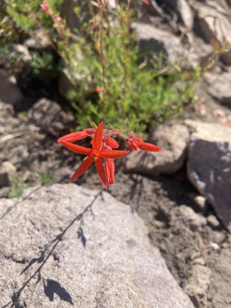 Scarlet Gilia photo 5