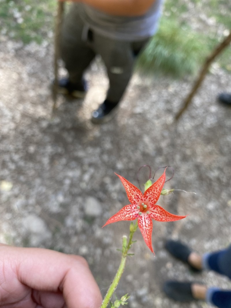 Scarlet Gilia photo 6