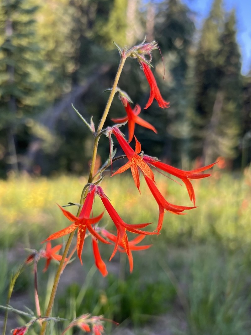 Scarlet Gilia photo 7