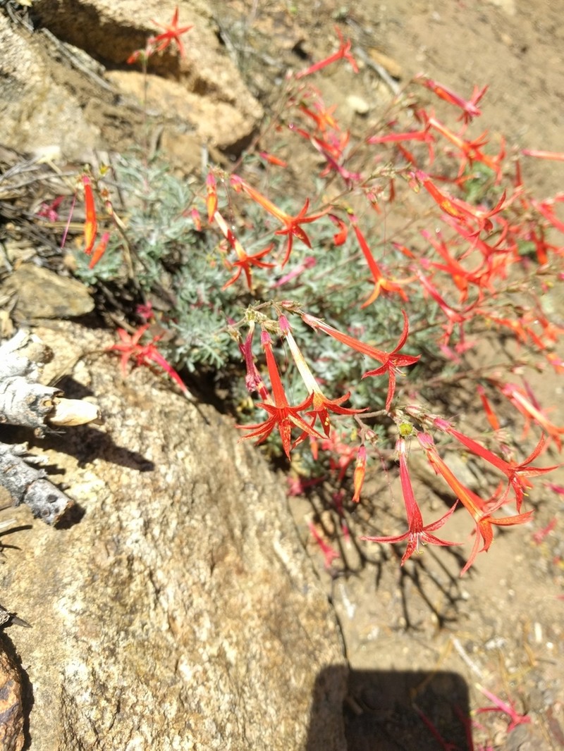 Scarlet Gilia photo 8