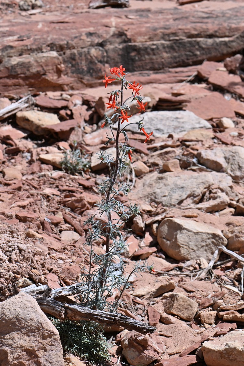 Ipomopsis aggregata subsp. aggregata