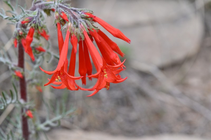 Ipomopsis aggregata subsp. aggregata photo 2
