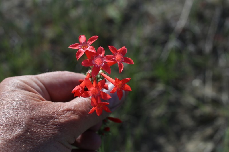 Ipomopsis aggregata subsp. aggregata photo 3