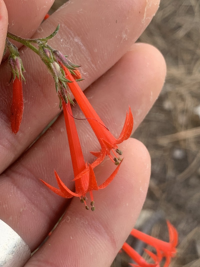 Ipomopsis aggregata subsp. aggregata photo 4