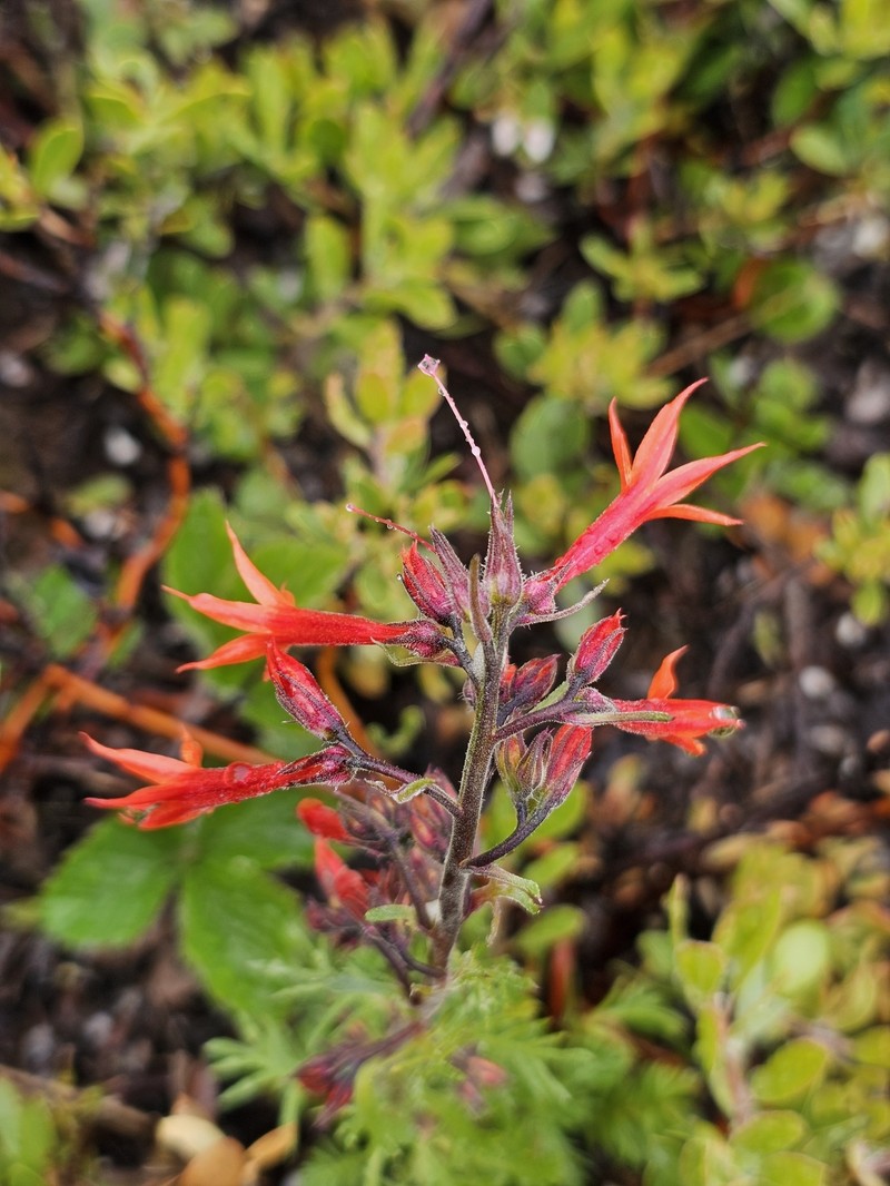 Ipomopsis aggregata subsp. aggregata photo 5