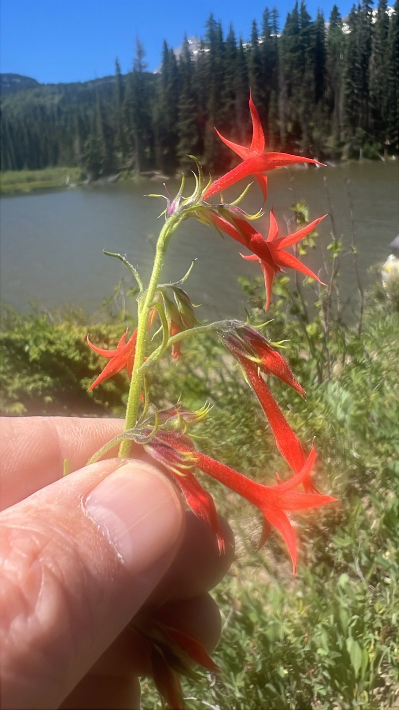 Ipomopsis aggregata subsp. aggregata photo 7