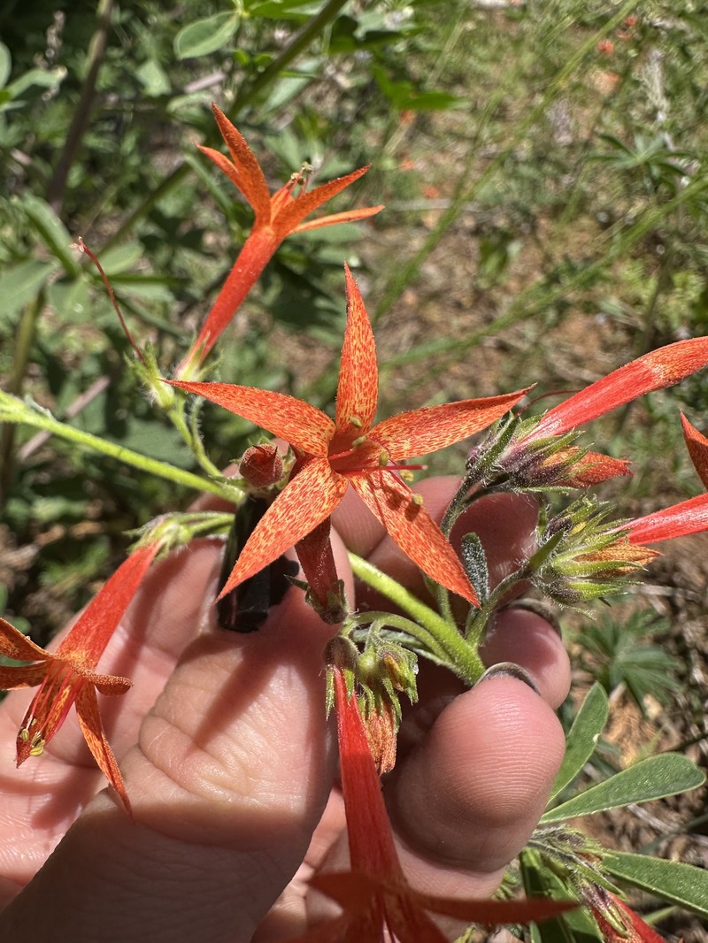 Ipomopsis aggregata subsp. aggregata photo 8