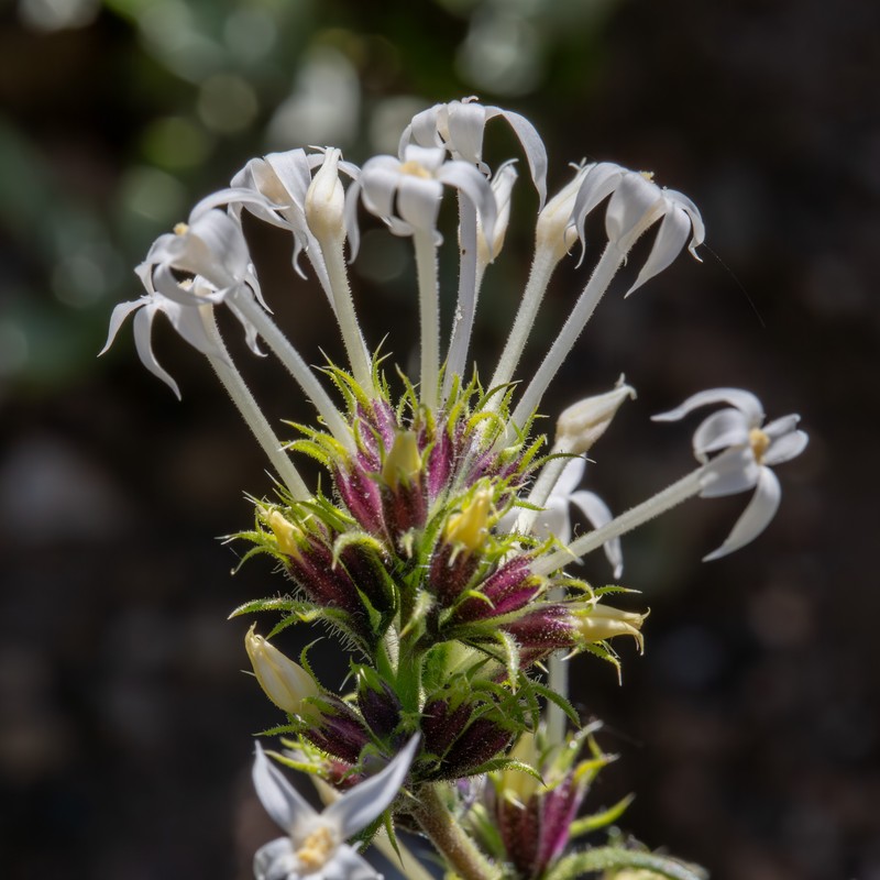 Ipomopsis aggregata subsp. attenuata