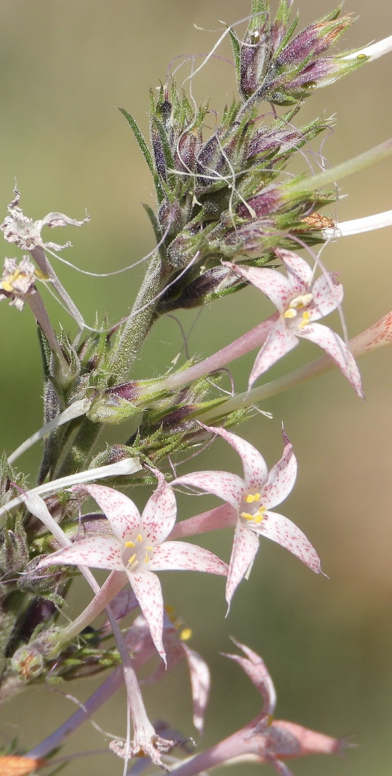 Ipomopsis aggregata subsp. attenuata photo 3
