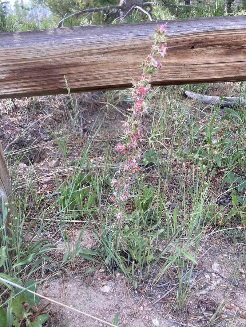 Ipomopsis aggregata subsp. attenuata photo 4
